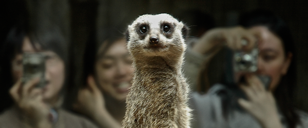 Meerkat Periscope