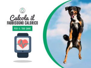 calcolatore cane
