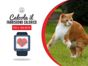 calcolatore gatto