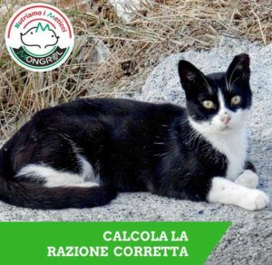 gatto europeo