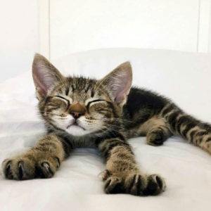 micio in relax