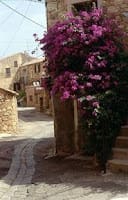 immagine che ricorda chi era Wilma, scattata da Giubertinik in Corsica nel 1996